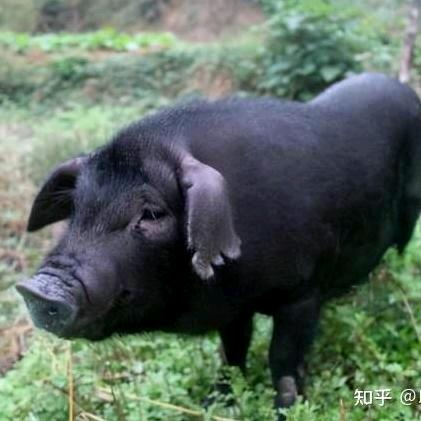 豫西跑山黑猪（豫鸾香）