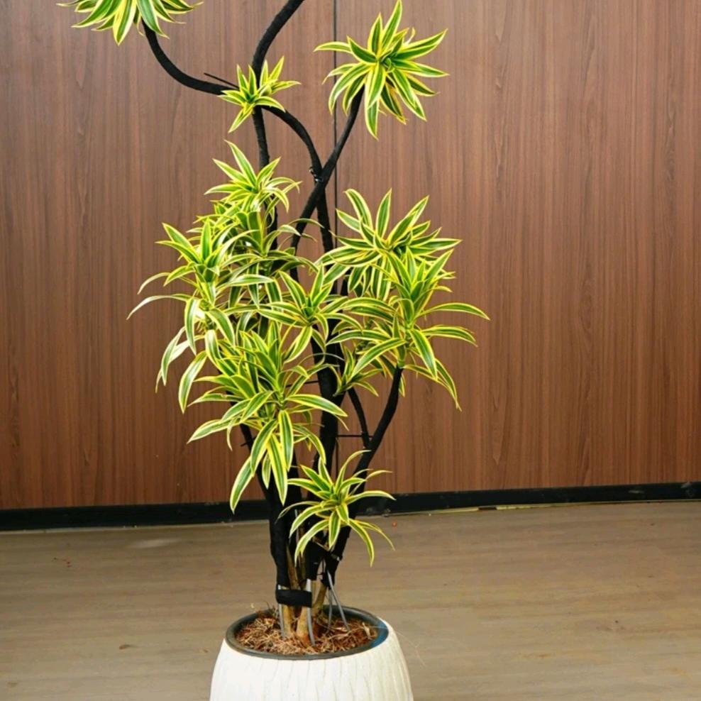 汤圆