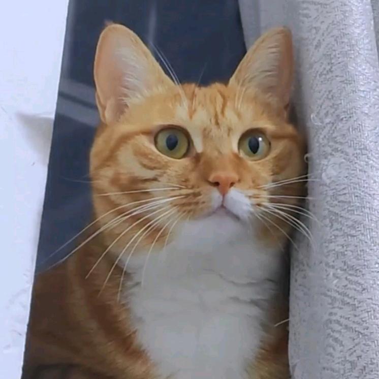 金小猫