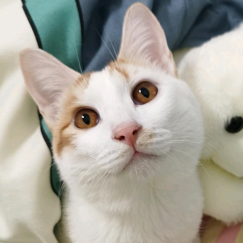 幸运星😽