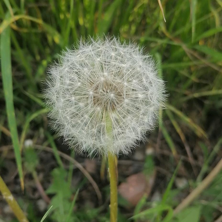 悲恸丫
