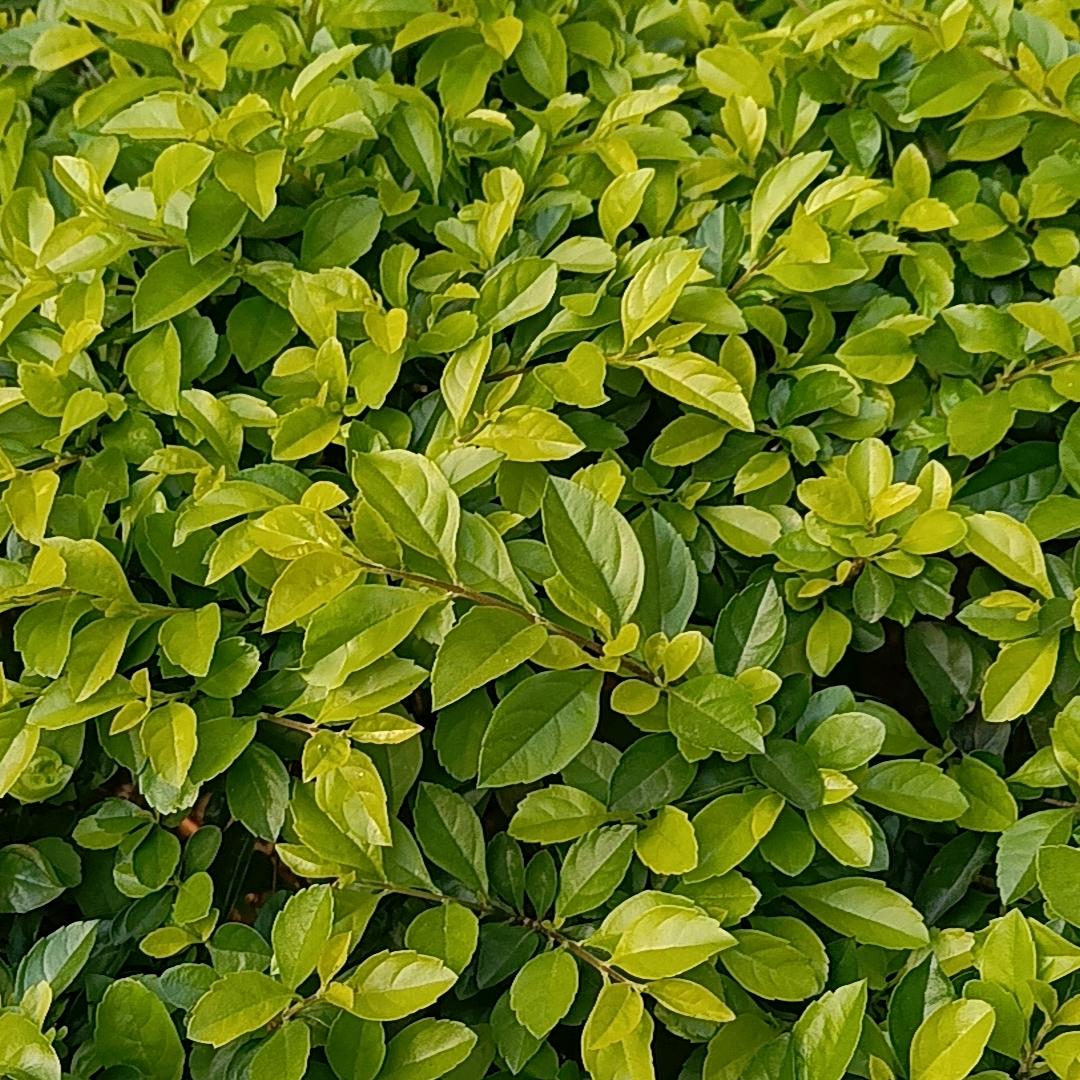 山果穿搭