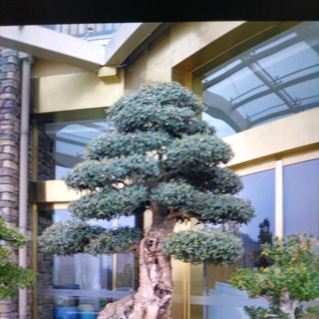 顺心树