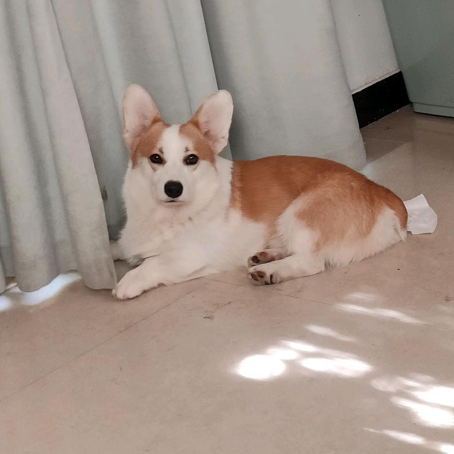 悟先生（大号封一个月）