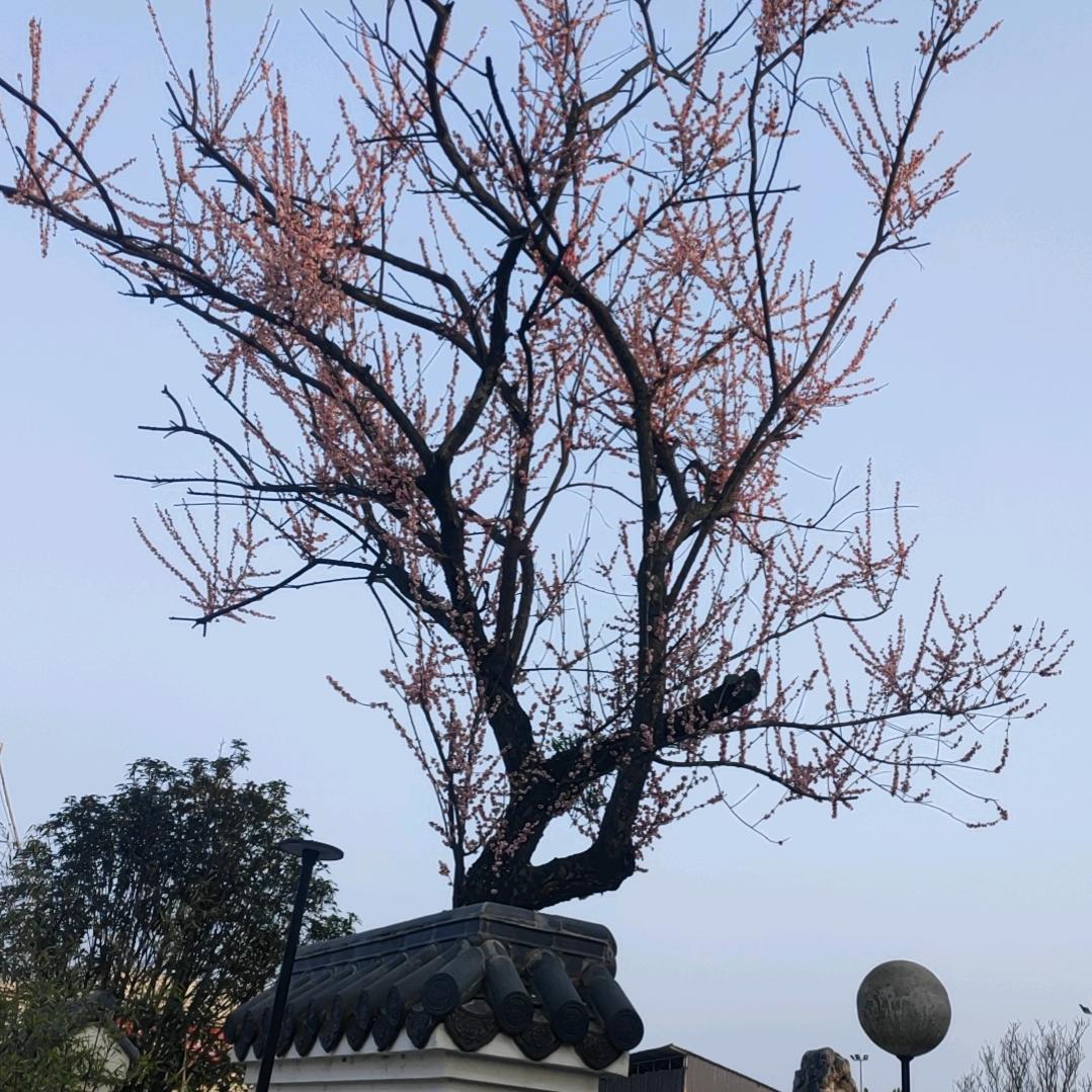 二姐