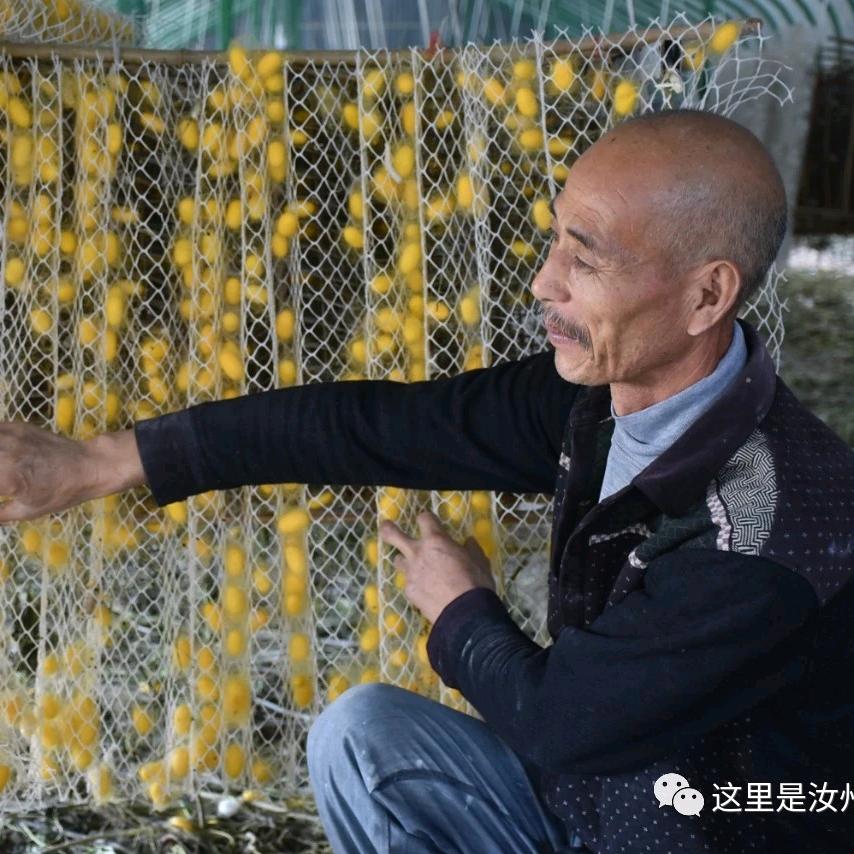 汝州市西营生态农场～焦村镇桑蚕基地直销