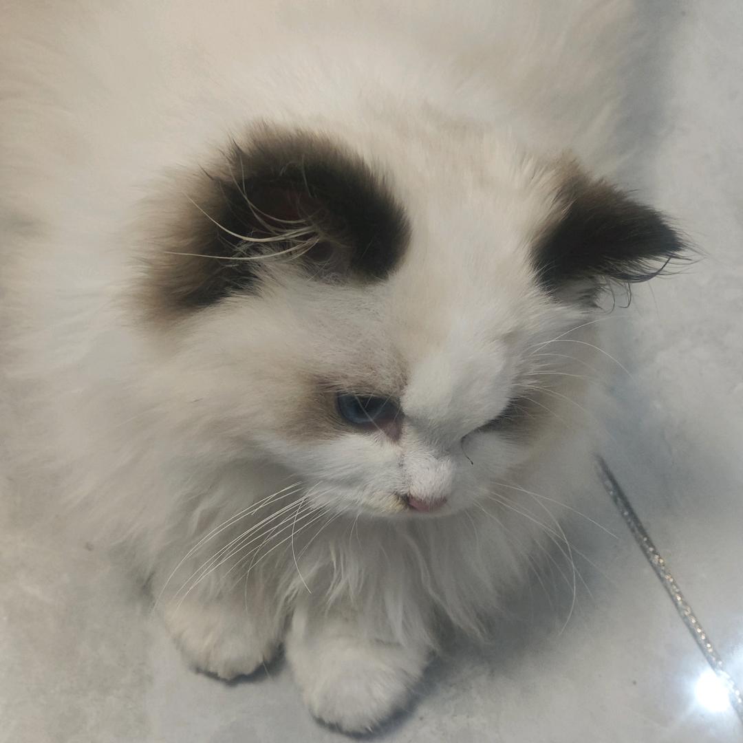哥安甘