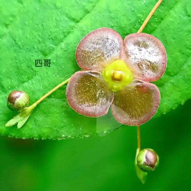 $留枝卫矛