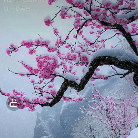 清风如雪