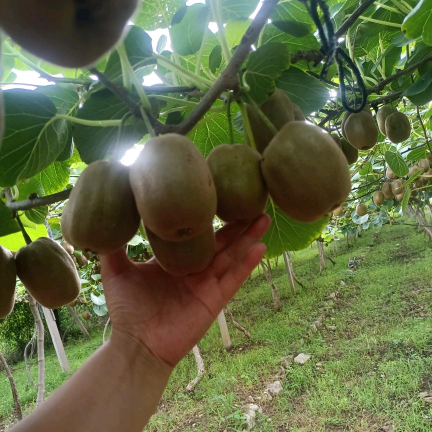 小焦家的农产品