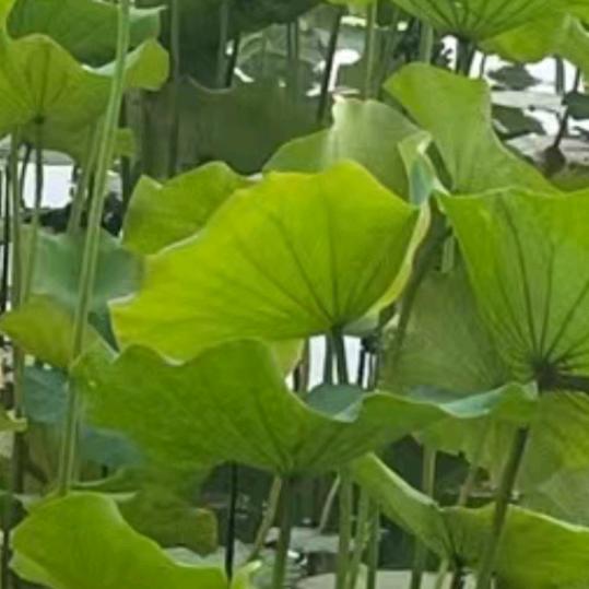 茉莉花开