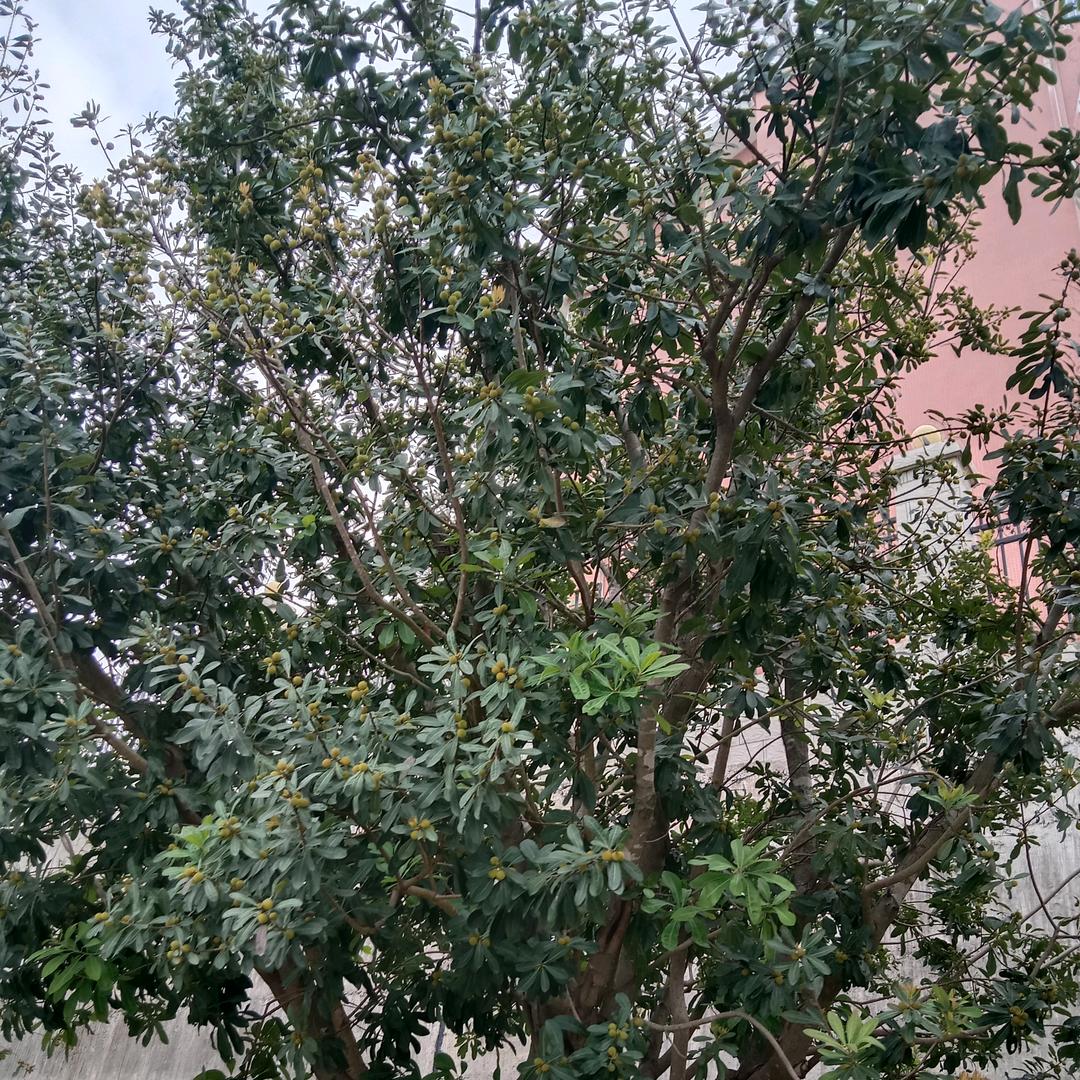 春春