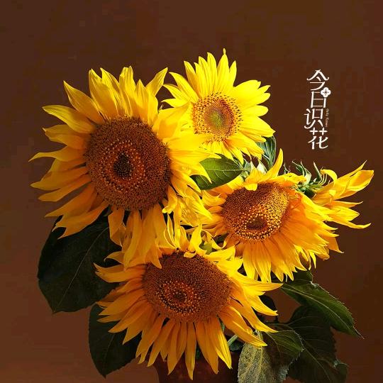 -好远气