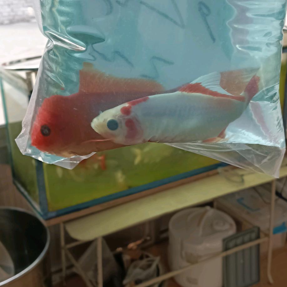 煤气