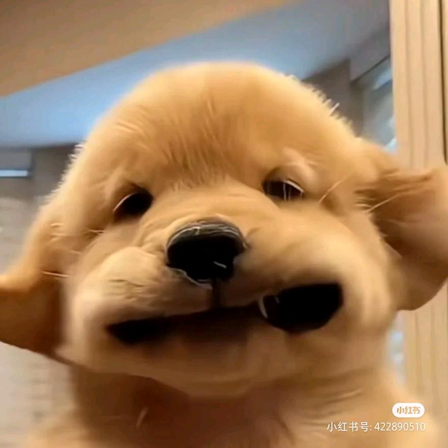 惠小惠