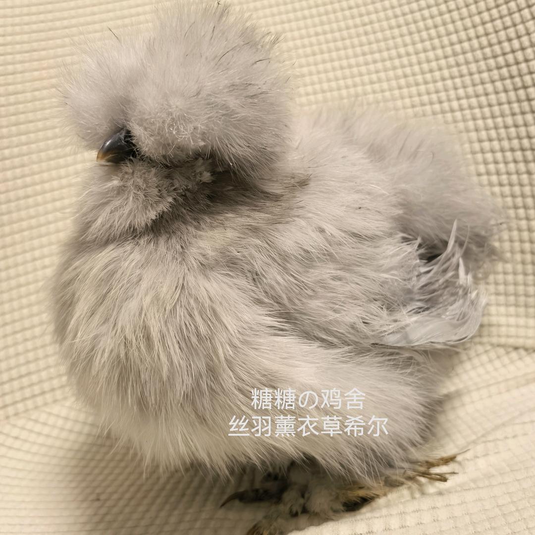 糖糖の鸡舍