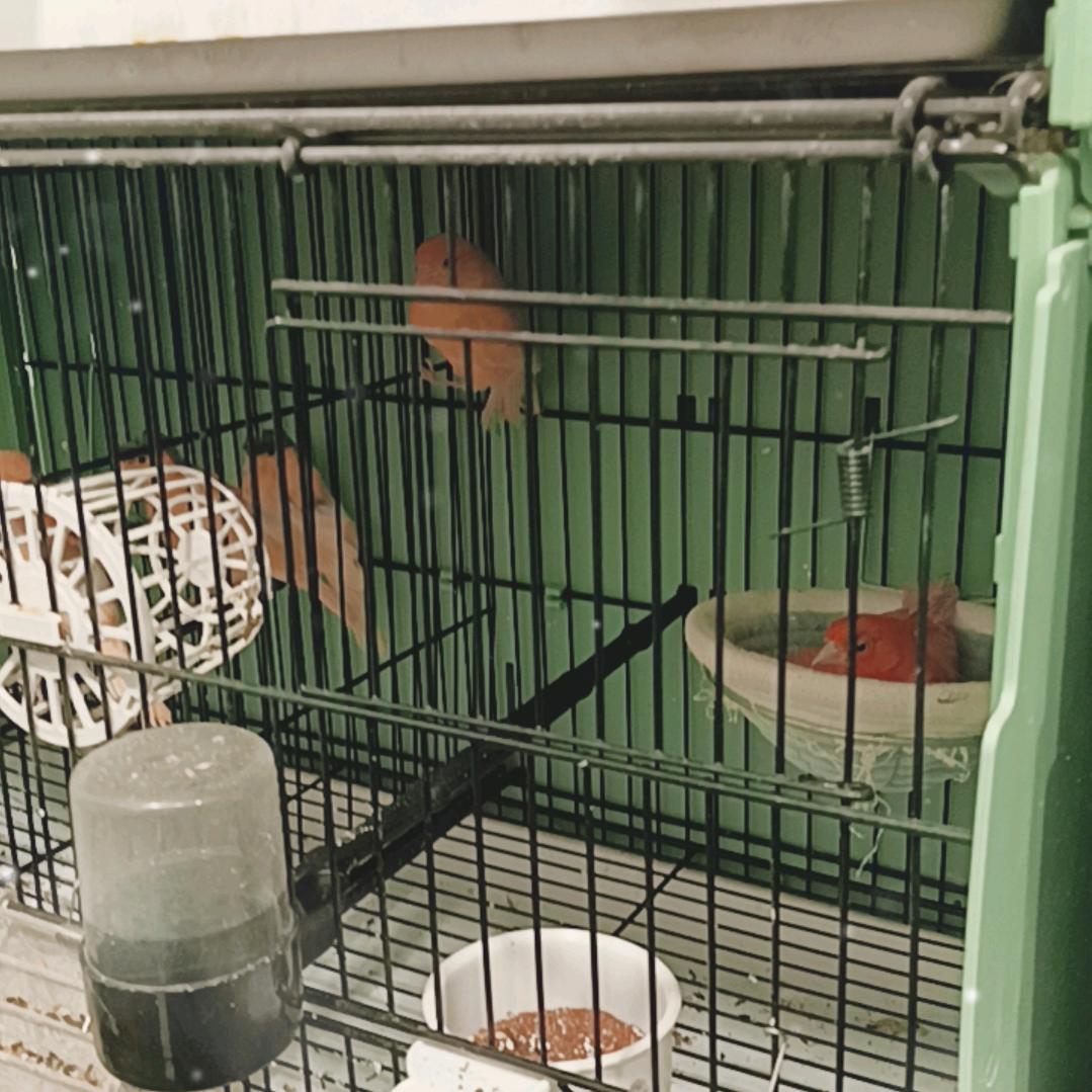 平度兄弟芙蓉鸟