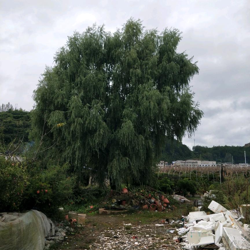 活在当下悠然自在