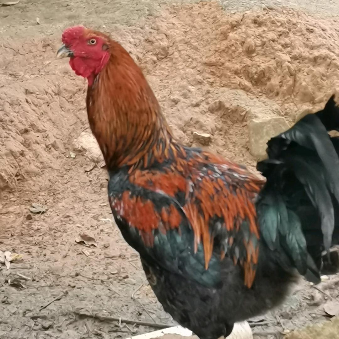 真情永存