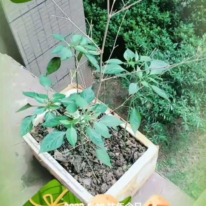 小茂
