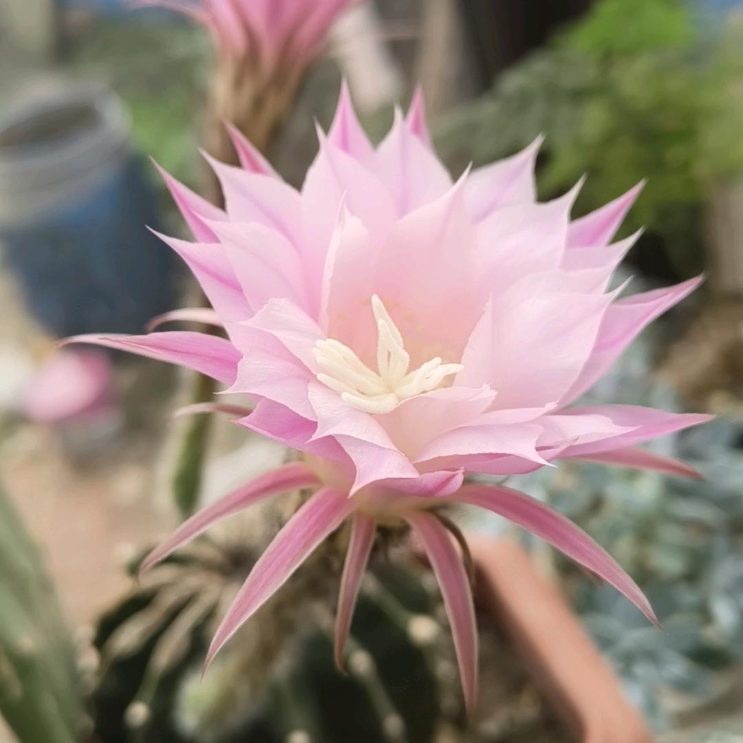 小金美鱼