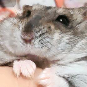 洗的替播榛果酱