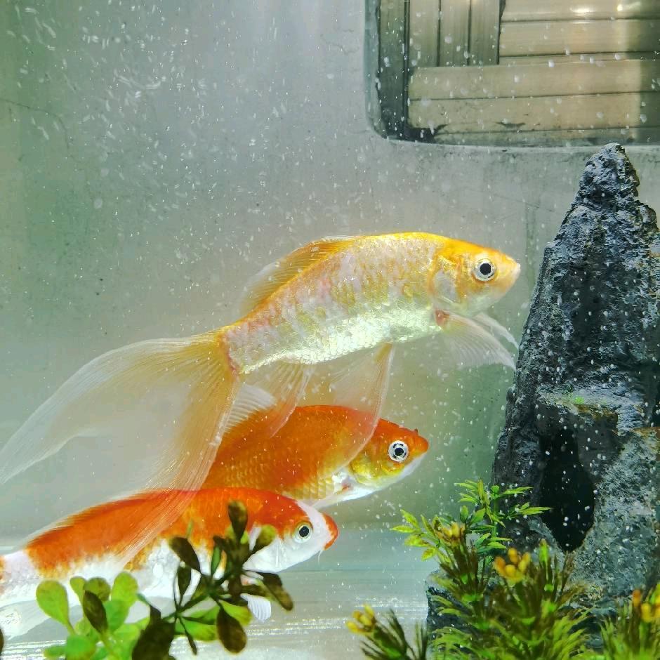 🌈夜莫降林