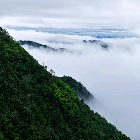 石苔听风