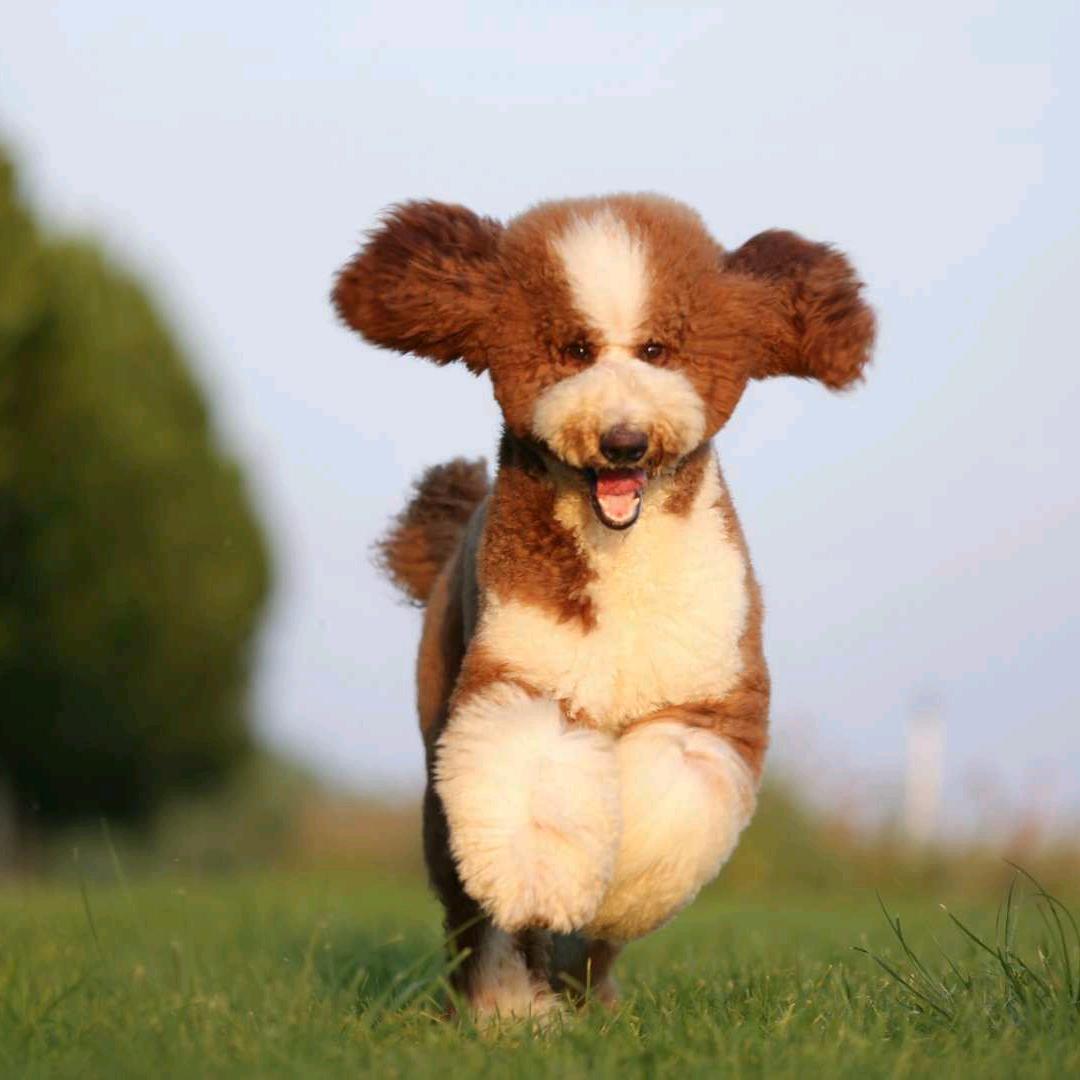 许飞名宠巨贵园