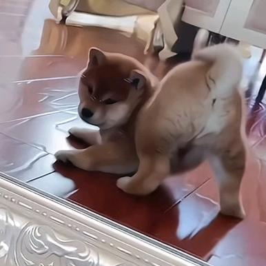 清风明月晓星尘