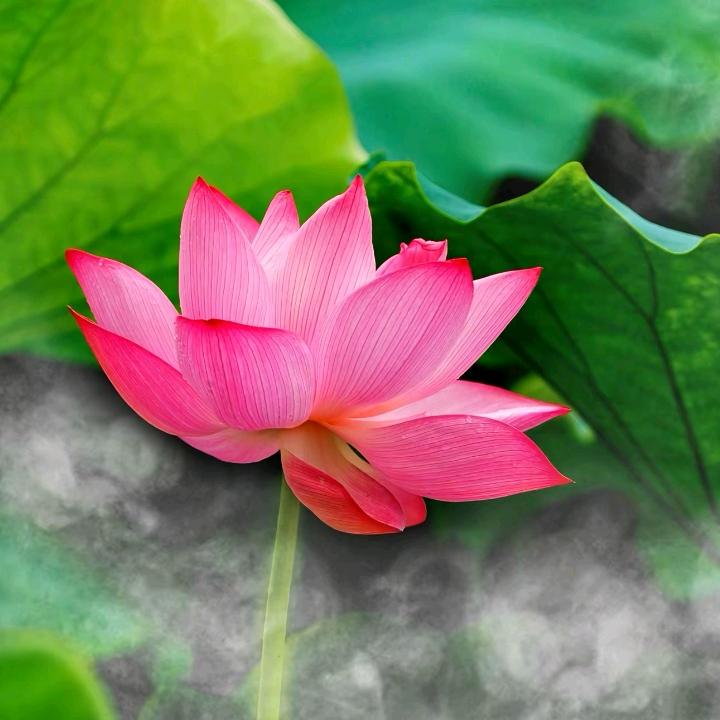 渡善堂