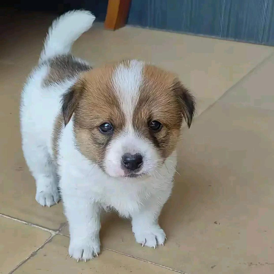 猫儿不吃鱼