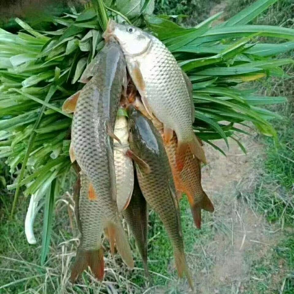 魚你相約