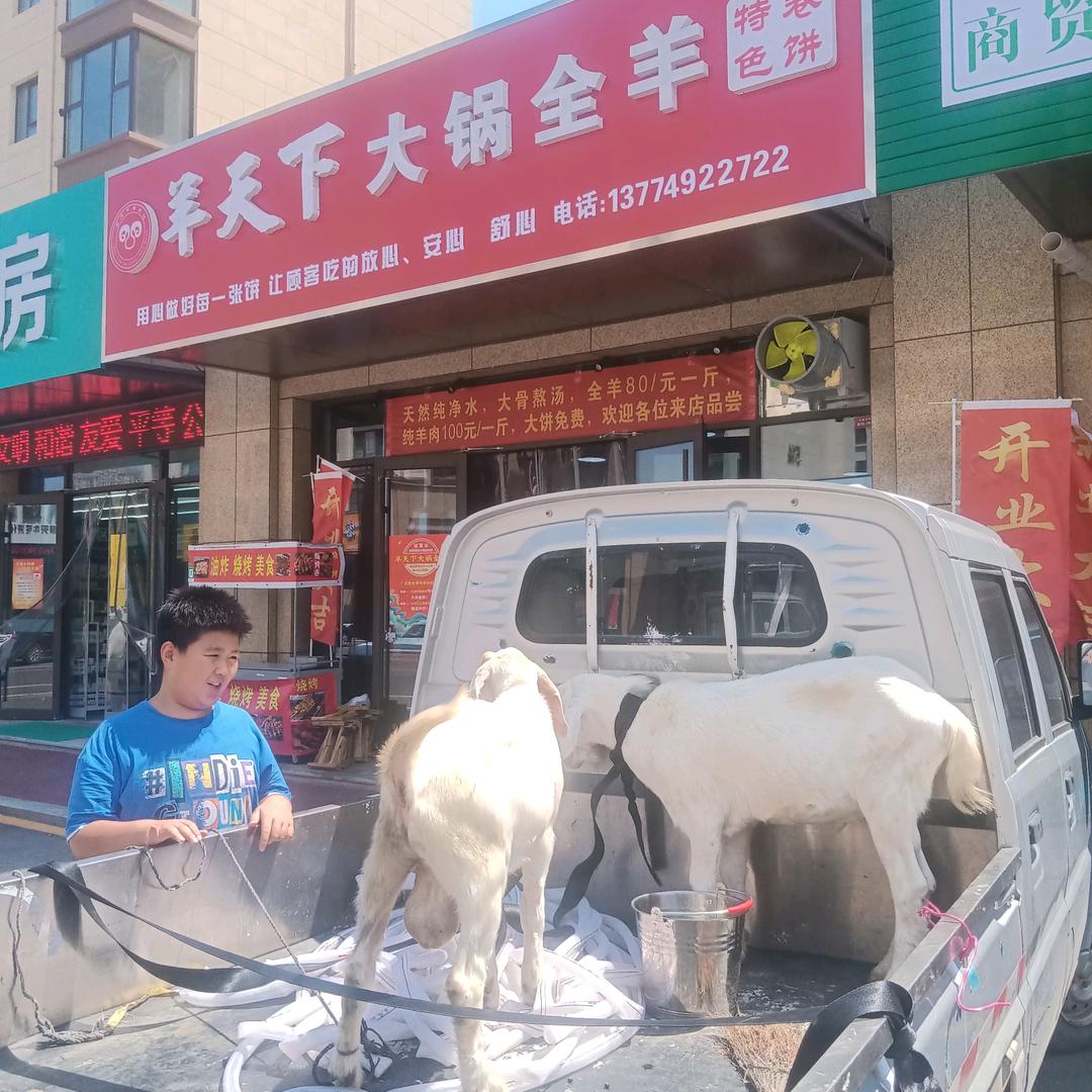 羊天下莒县大锅全羊