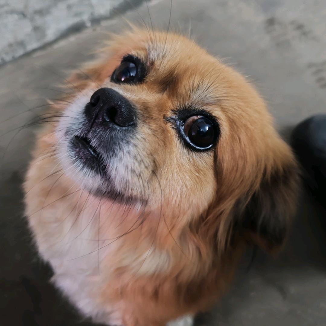 记录🐶小不点的生活日记