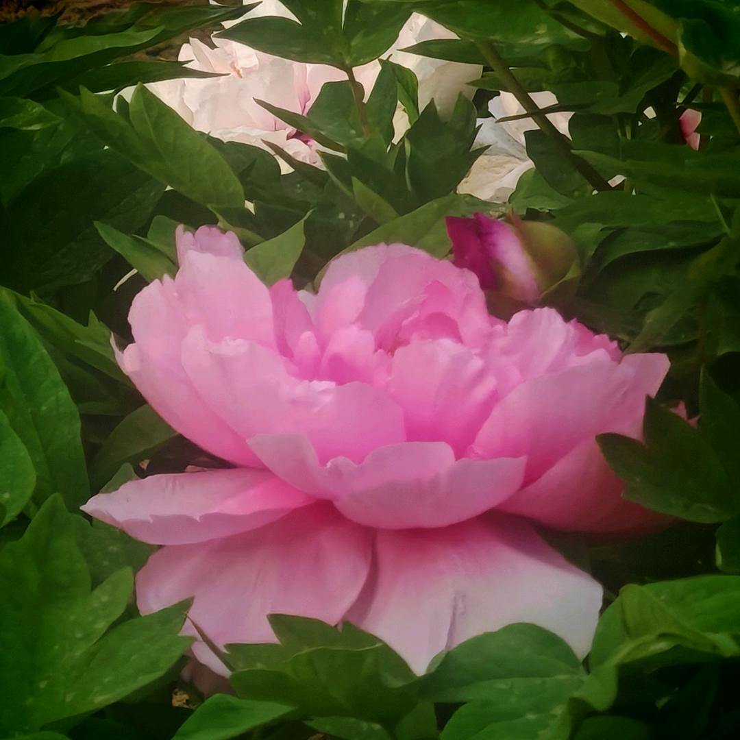 太阳花🌸🌸