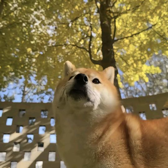 🍡🐑每天都想暴富