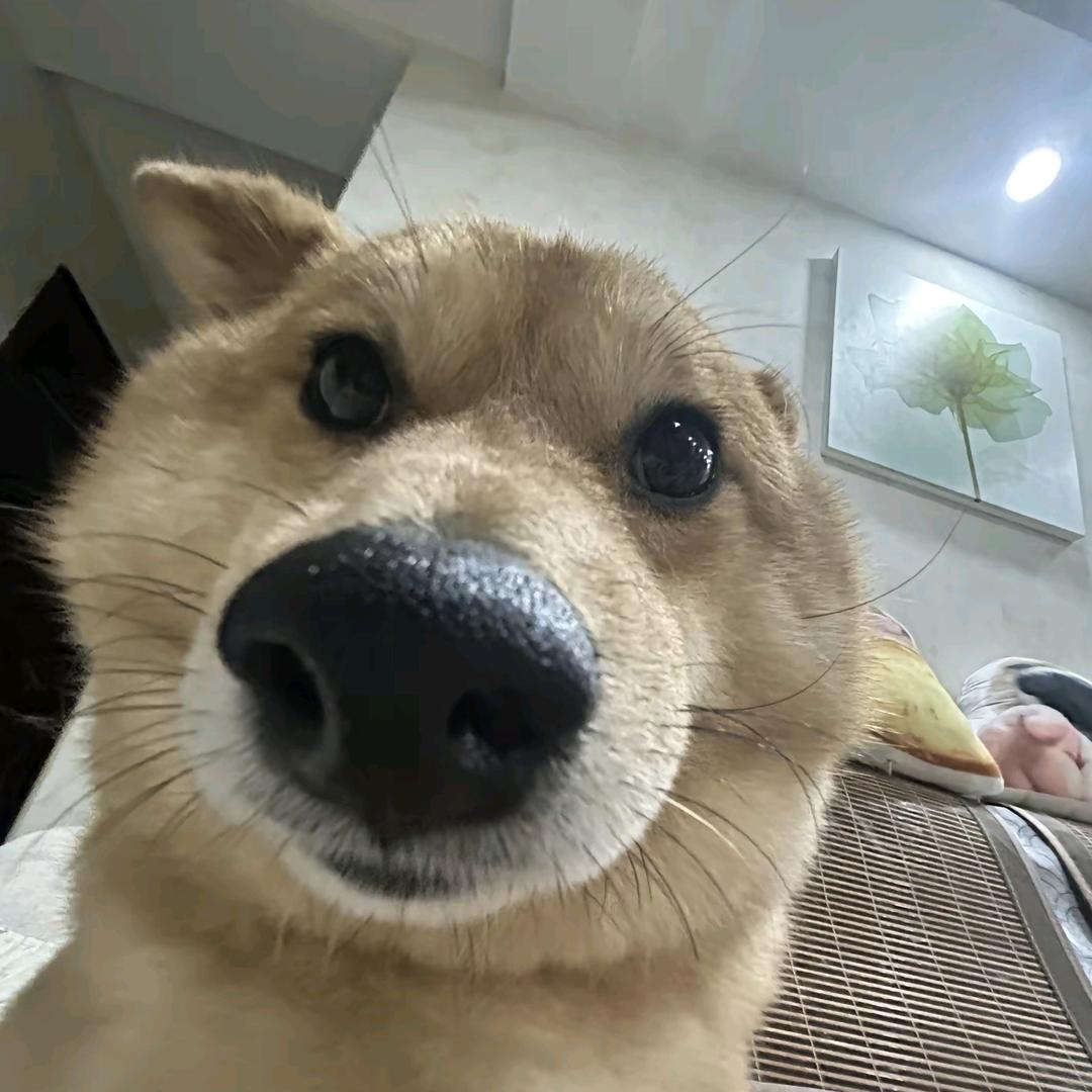 马琦（暗区突围pc）