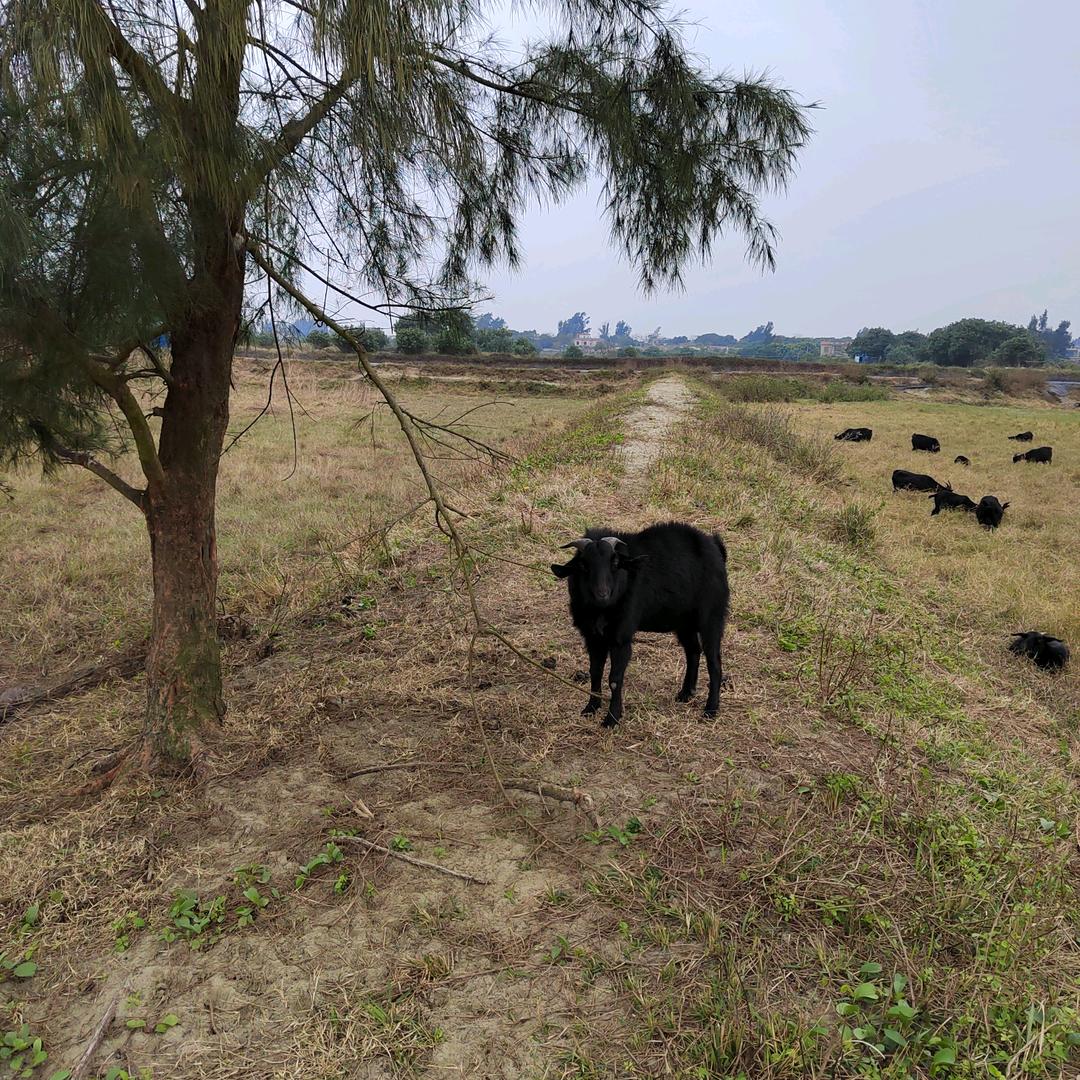 🐏养殖基地🐏