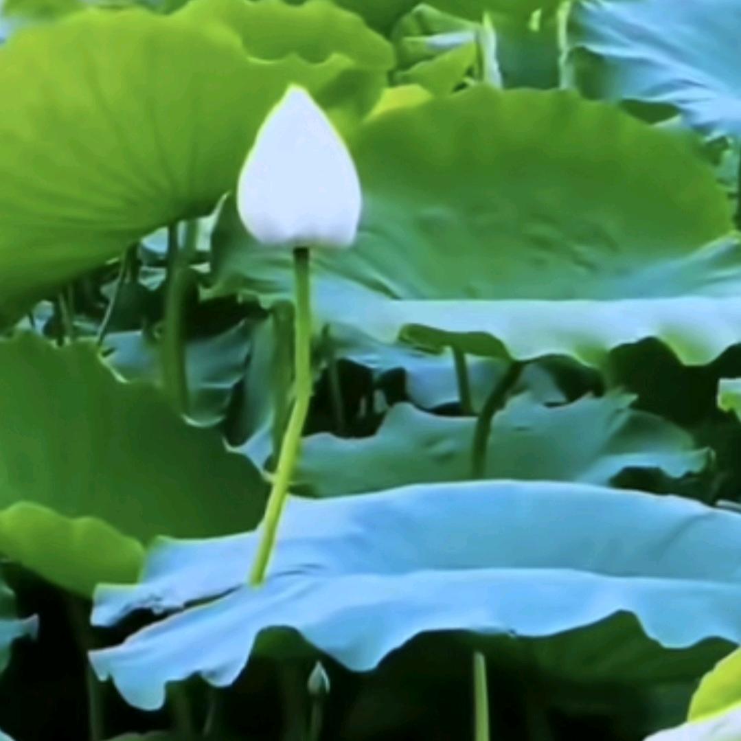 明  月