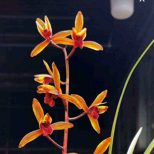 明