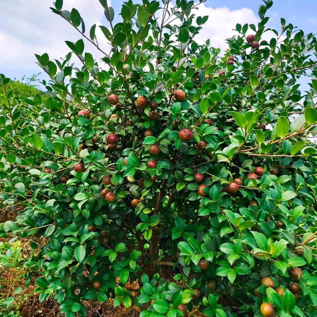 我是湘西油茶姐晨慧1997691888