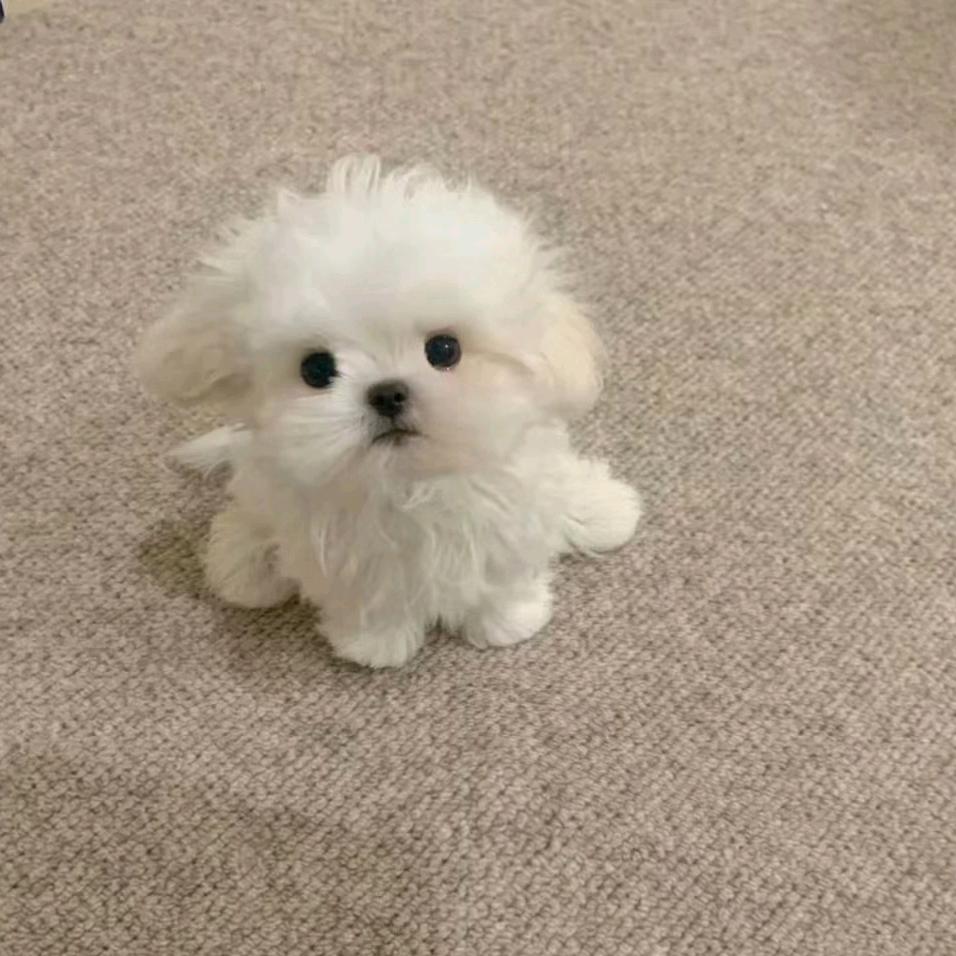 半口芝士小月亮