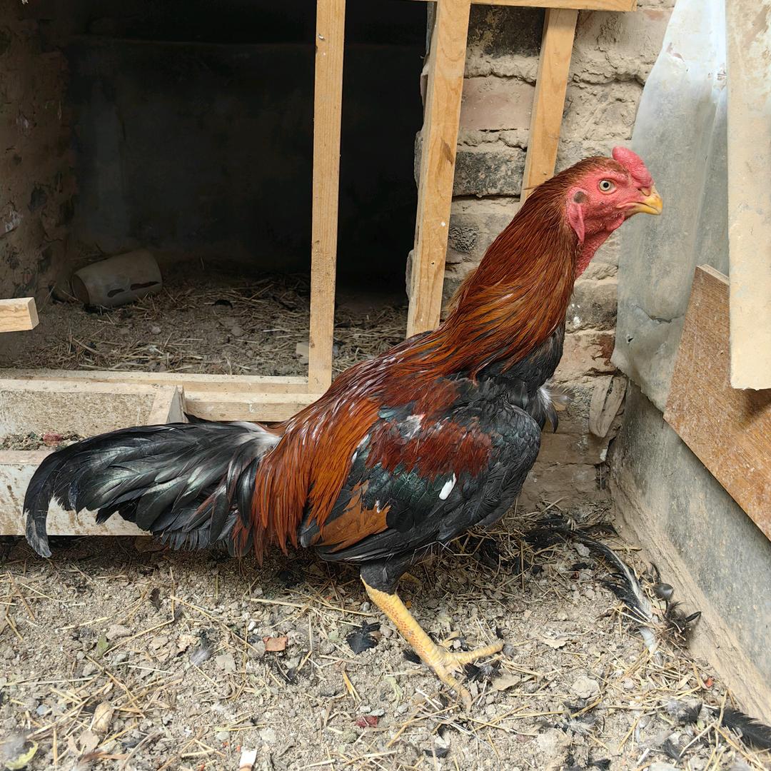 中原斗鸡鸿福
