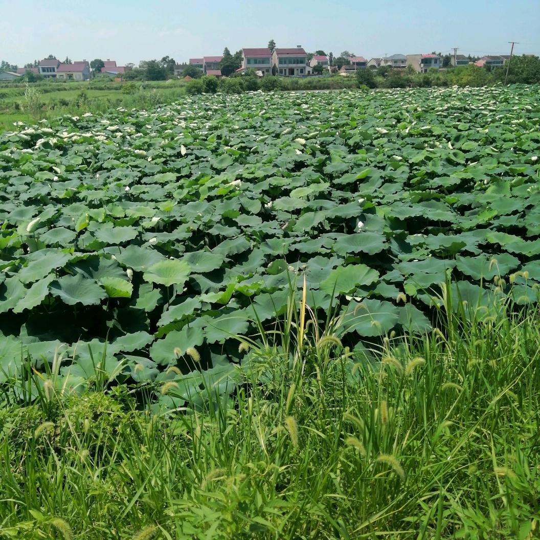 地摊姐