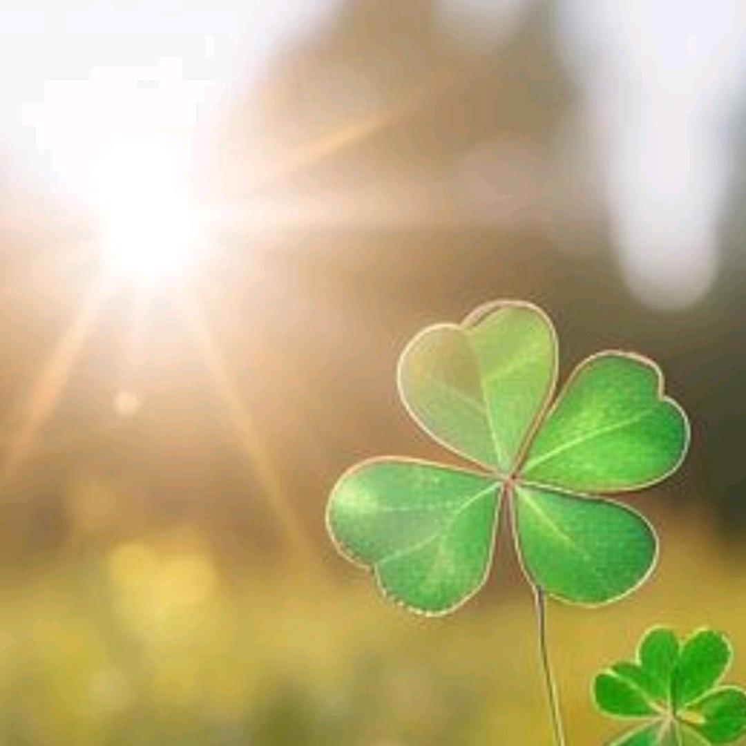 🍀✨伊人繁曐☘️✨✨