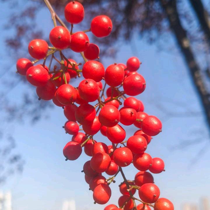 燕