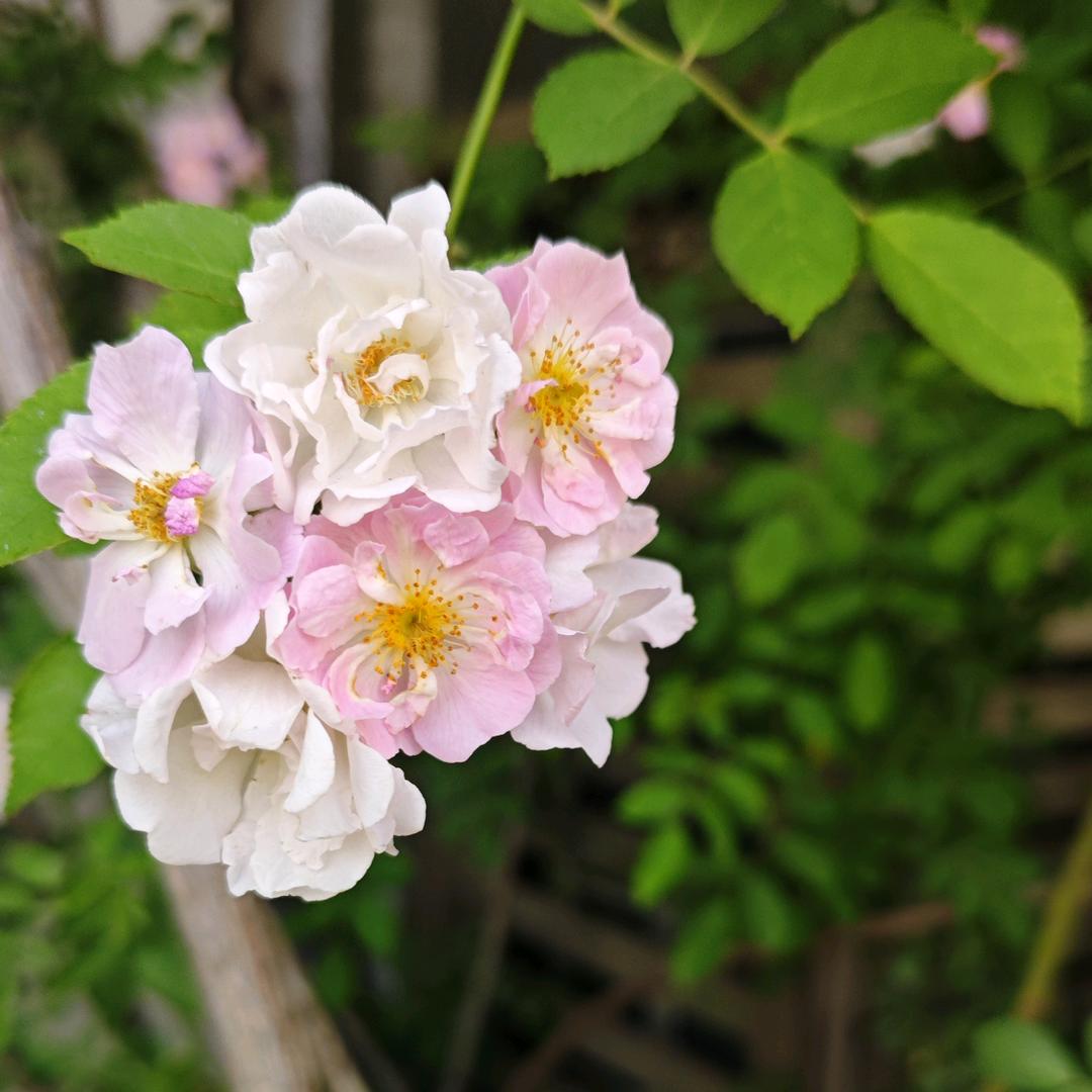 绿拂莲蔓