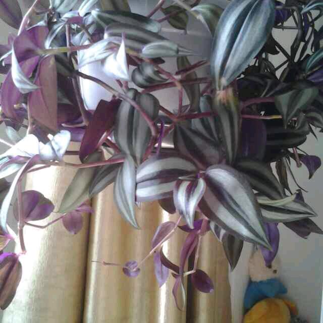 百合