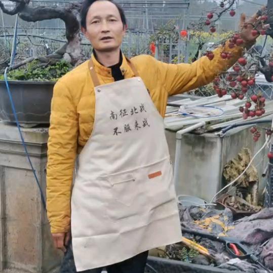 小彬园艺场金弹子